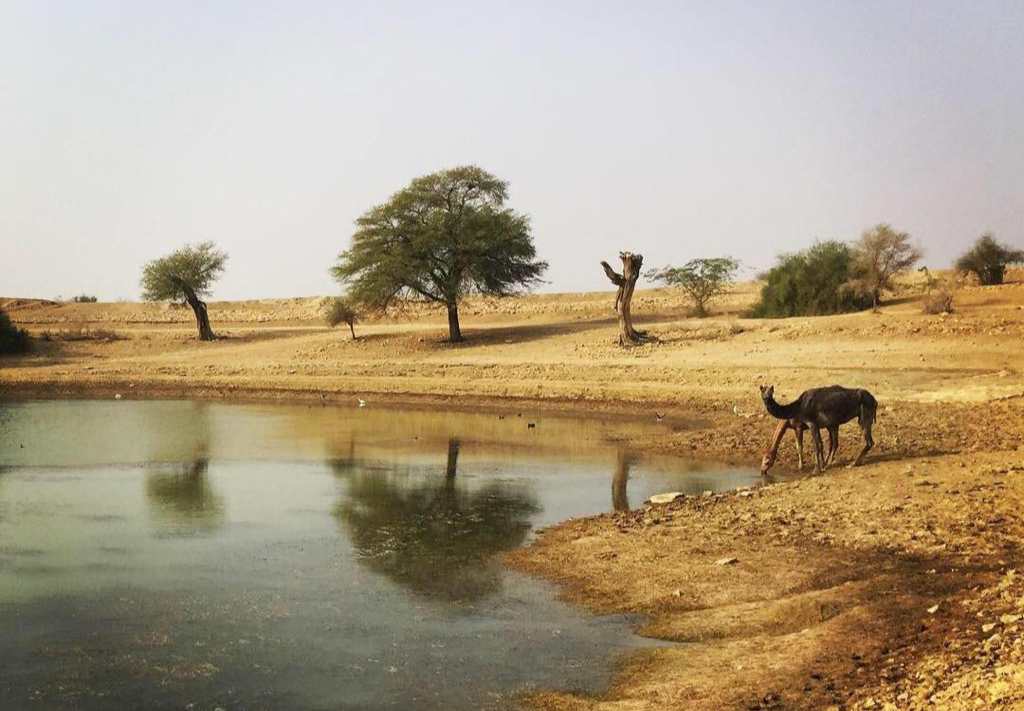 Camel Safari Jaisalmer